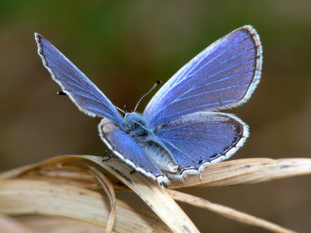 Purple Butterfly - nature, purple, alesita, butterfly, wld, blue, wings, green