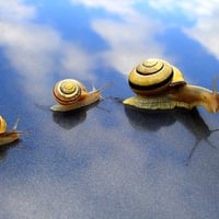 Snails March