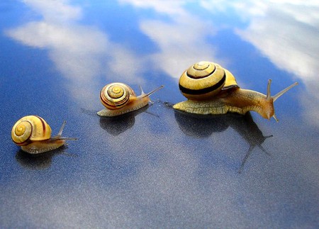 Snails March - march, picture, snails, beautiful