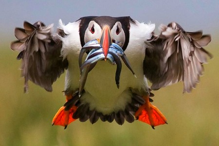 Cargo Flight - bird, picture, beautiful, fish, flight, cargo