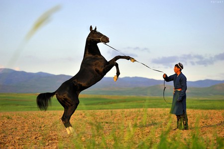 Horse on Back Legs - picture, on back legs, horse, beautiful