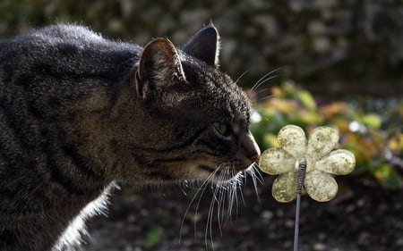 Curious Cat - investigating, cats, curious, flower, fake, animals