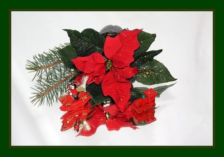 Still Life with Poinsetia for Cinzia - red, pine, beautiful, still life, christmas decoration, poinsetia, flower