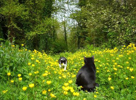 Cats Date - cats, black, nice, flowers field, yellow, trees, two, grass