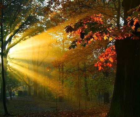 The light of dawn - forest, sunlight, rays, orange leaves, trees, dawn, autumn