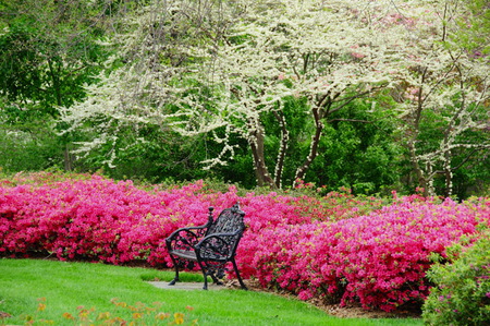 A little spot to stop - pink, flowers, bushes, trees, park