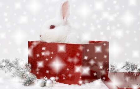 Beautiful Gift - pretty, magic, snow, stars, holiday, red, magic christmas, box, merry christmas, xmas, rabbit, winter, ball, happy new year, beautiful, balls, photography, beauty, lovely, bunny, sweet, christmas, white, new year, cute, gift, animals