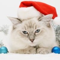 Christmas Cat