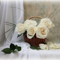 still life