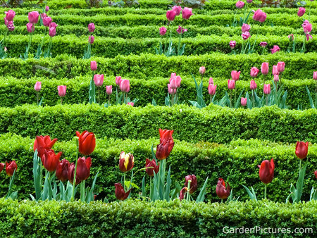 spring-flower-garden - spring-flower-garden, pink, red, feild