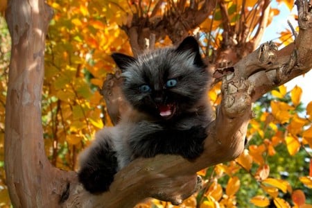 Help Me - black, autum, cute, cats, tree, cat