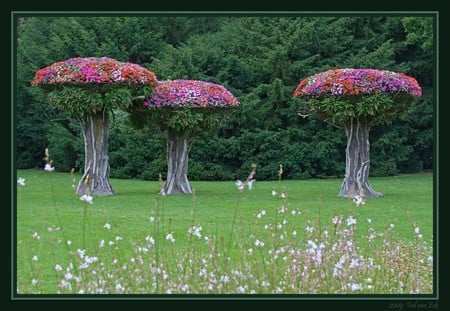 Flowers on Top - flowers, picture, on top, beautiful