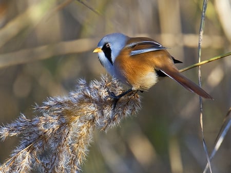 Bearded Tit - bearded, tit, reeds, phragmites