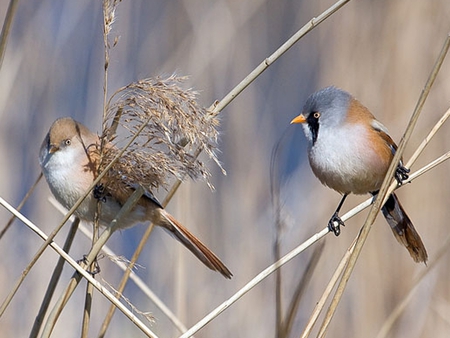 Mr and Mrs Bearded Tit - bearded, tit, reeds, phragmites