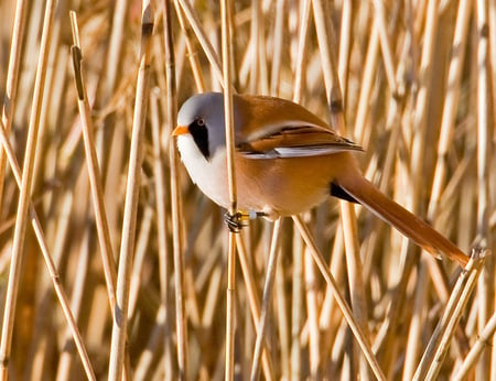 Bearded Tit - male, bearded, reeds, tit, phragmites