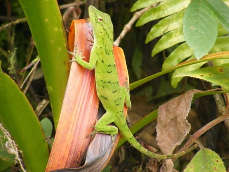 Lizard - lizard, volcano, arenal, costa rica