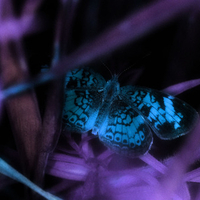 BLUE BUTTERFLY