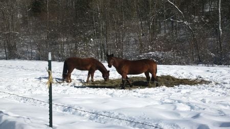 Horses In Winter - horses, alleghany, alleghany county, virginia, snow