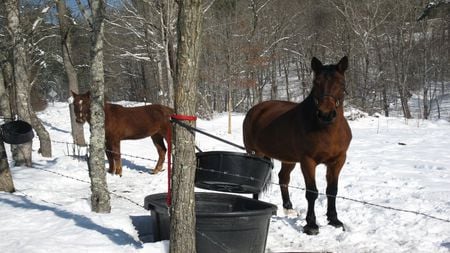 Winter Horses - horses, alleghany, alleghany county, covington, virginia, snow