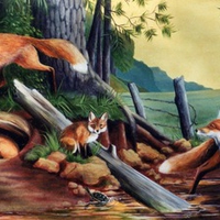 Summer Foxes