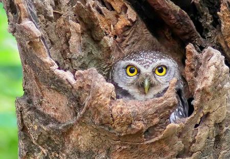 I See You - bird, yellow, watch, owl, eyes, hollow, big, bright, hiding, trees, looking