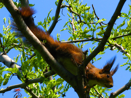 Squirrel - tale, photography, photo, leaves, tree, nature, rodets, squirrel, sky, bulgaria, animals, park