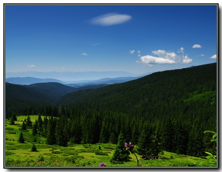 Pirin Mountain - forest, evergreen, photo, blue, sky, view, photography, field, trees, nature, mountain, bulgaria, green