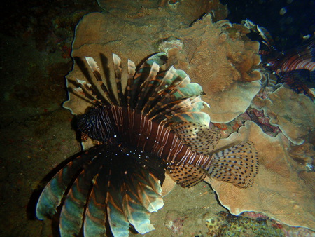 Leo the Lionfish - lionfish, tropical, fish, animals