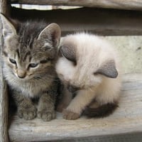 two kittens