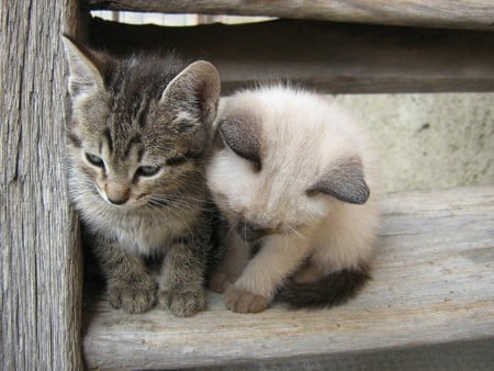 two kittens - animals, kittens, friends, pets, sweet, cute