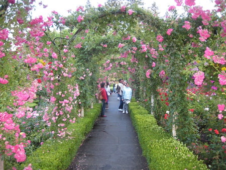 rose arches - flowers, arches, nature, rose, pink