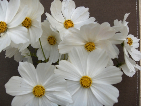 cosmos purity - flowers, white, purity, nature, cosmos, beautiful, nice