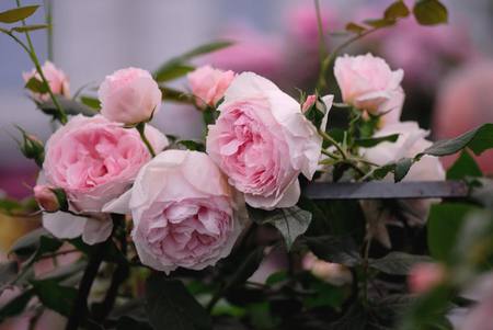 roses - nature, roses, bush, pink, flowers