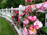 flower fence