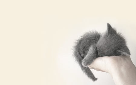 SLEEP.. - gift, hand, gray, cute