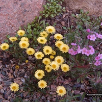 Yellow Erigeron