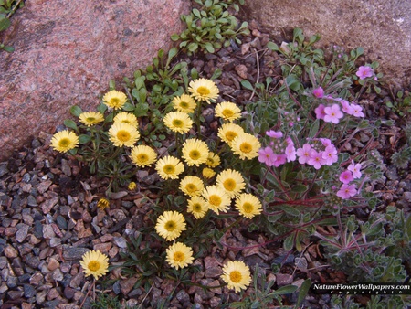 Yellow Erigeron - flowers, corner, backyard, yellow, erigeron, beautiful, stones