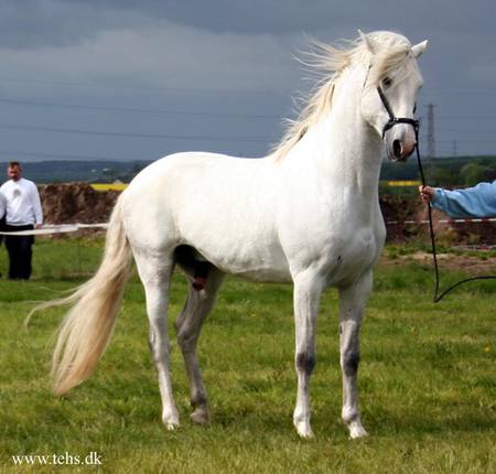 Windy Day - spanish, white, horses, andalusian