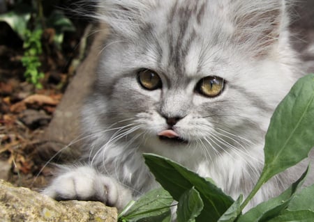 pretty kitty - pretty, grey, kitty, licing, backyard, resting