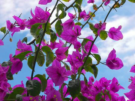 Bougainvillea Flowers~For Bonnie