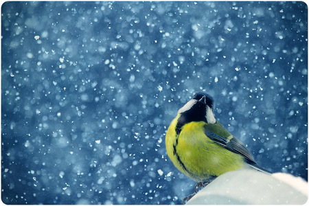 Snowflakes and feathers - yellow and black, bird, winter, snowflakes, snow