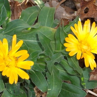 The Last Blooms of Fall