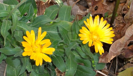 The Last Blooms of Fall - flowers, calandulae, nature, garden, fall blooms