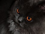 Black cat with orange eyes