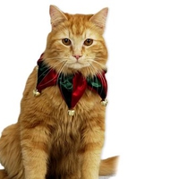 Majestic christmas cat