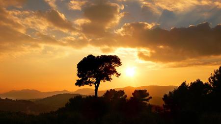 Sunset - sky, tree, nature, sunset