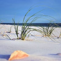 Of White Sand and Sea Grass