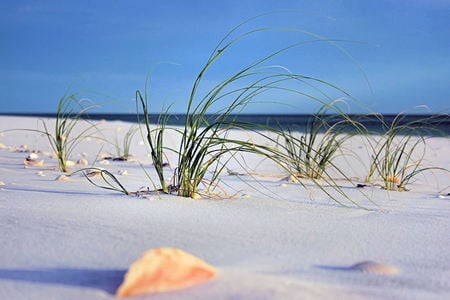 Of White Sand and Sea Grass - shell, white sand, water, beach, sea grass