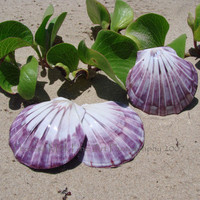 Purple Shells