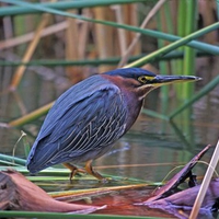 Green Heron